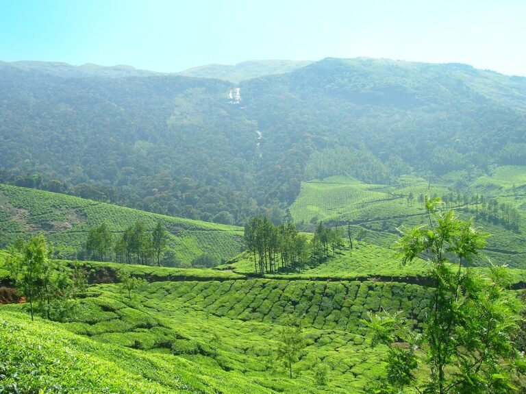 Tea plantations on the hills of Munnar, Kerala