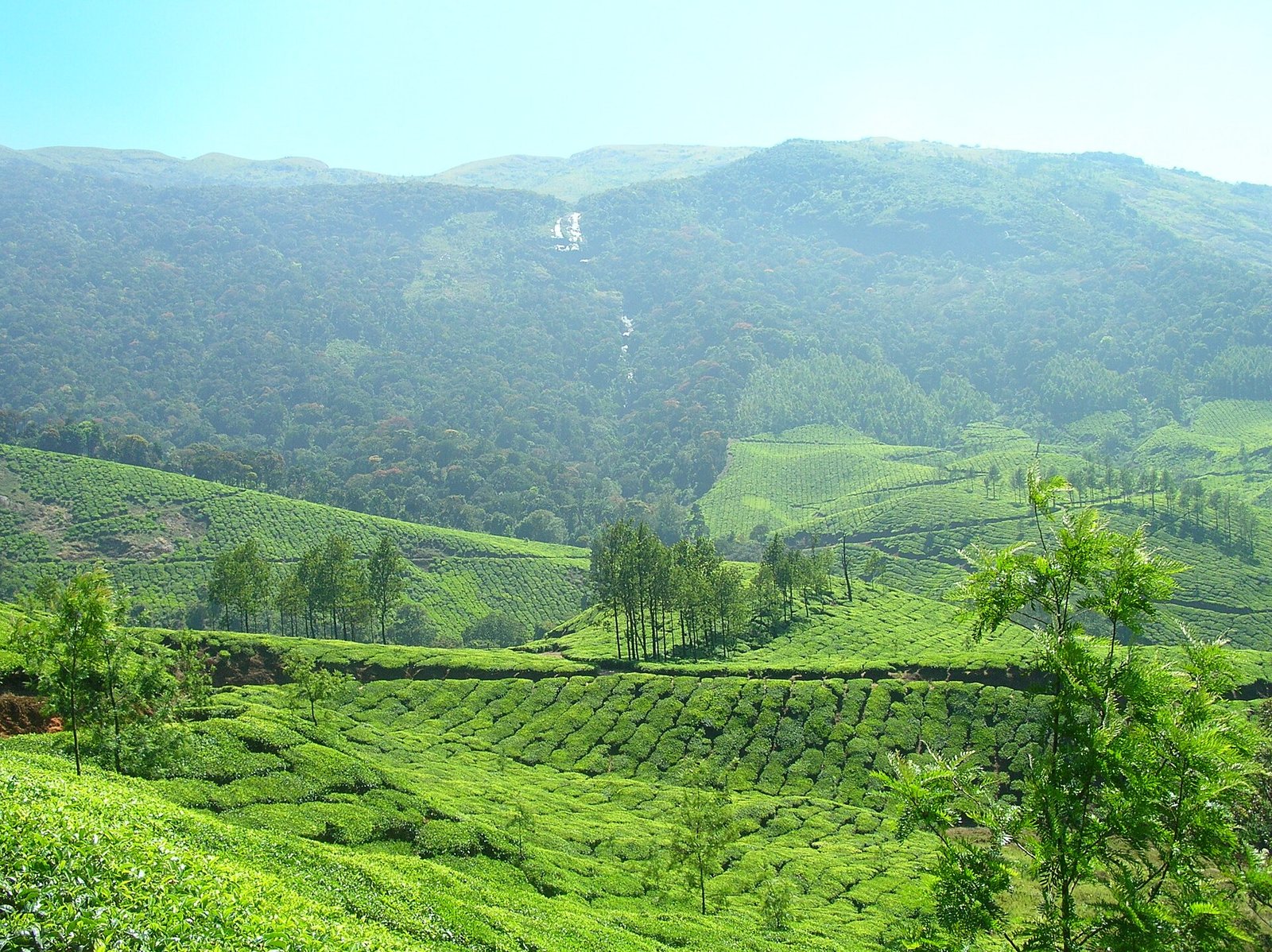 Tea plantations on the hills of Munnar, Kerala