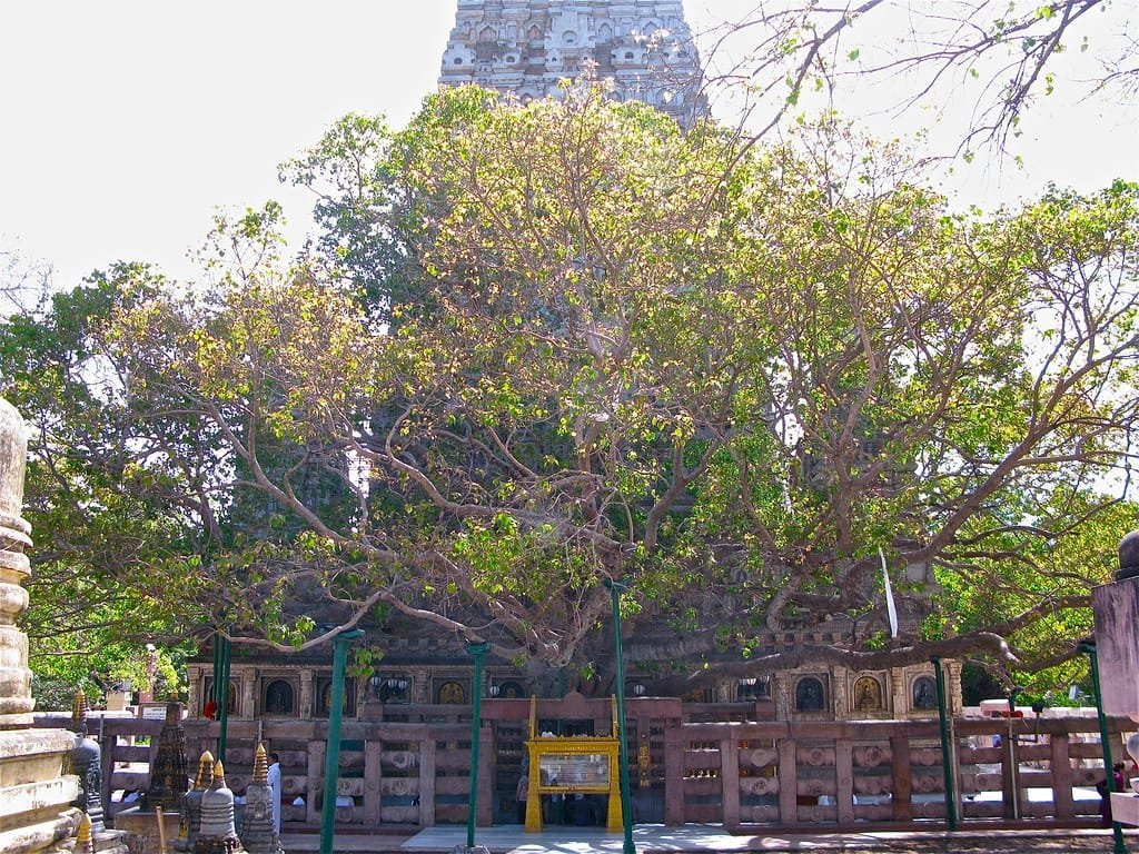The Bodhi Tree, Bodh Gaya