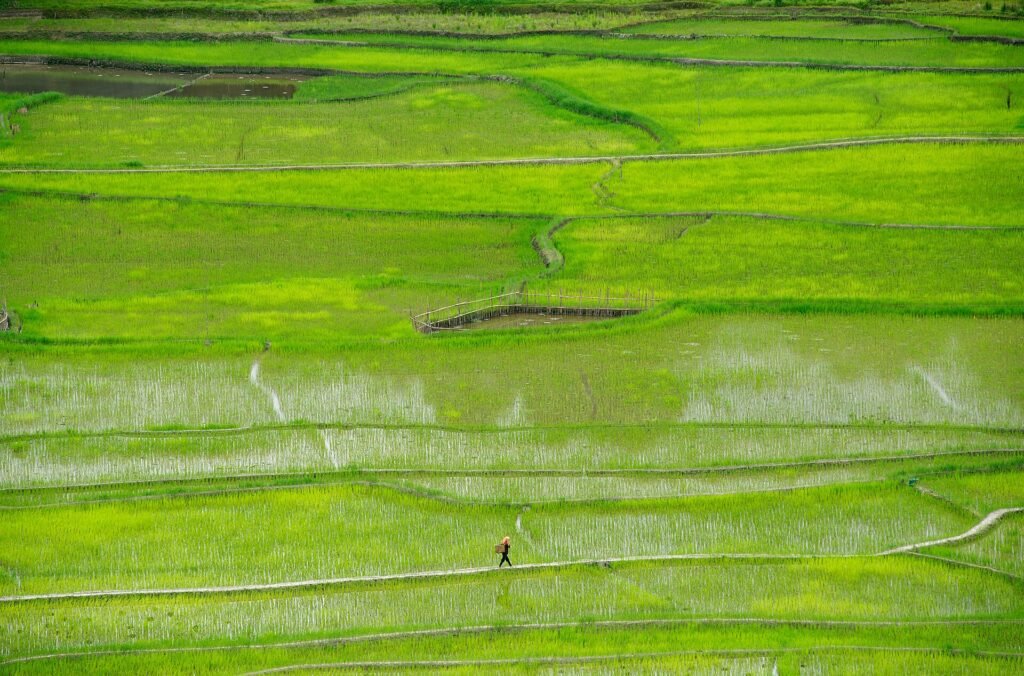 Green rice fields and hills of Ziro Valley, Arunachal Pradesh